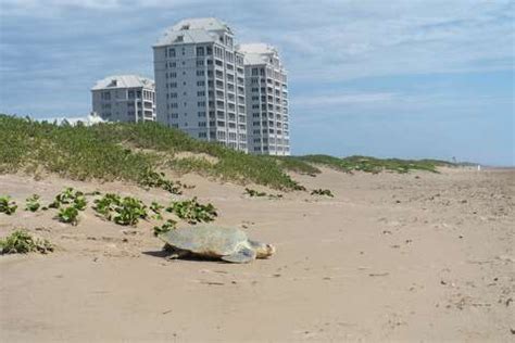 south padre island nude|Explore Texas' top legal nude beaches near San Antonio .